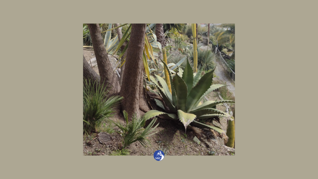 DALL’AGAVE ALLA ZELKOVA