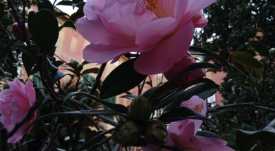 Dall’Agave alla Zelkova – Alfabeto semiserio delle specie introdotte dal XVI secolo nei parchi e giardini italiani