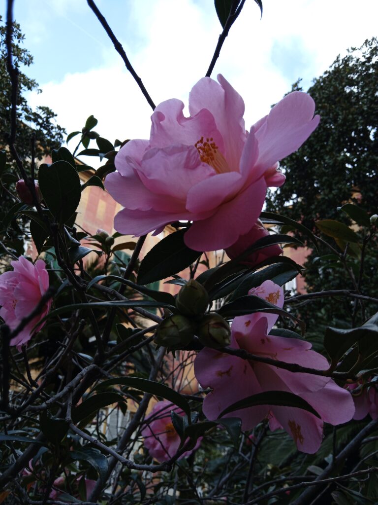 Dall’Agave alla Zelkova – Alfabeto semiserio delle specie introdotte dal XVI secolo nei parchi e giardini italiani