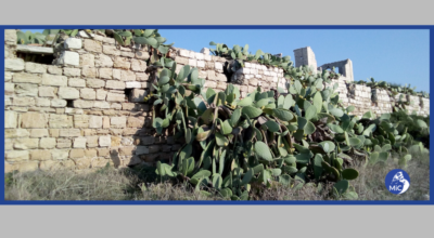 DALL’AGAVE ALLA ZELKOVA – Alfabeto semiserio delle specie introdotte dal XVI secolo  nei parchi e giardini italiani