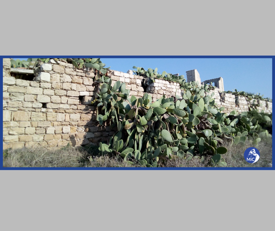 DALL’AGAVE ALLA ZELKOVA – Alfabeto semiserio delle specie introdotte dal XVI secolo  nei parchi e giardini italiani
