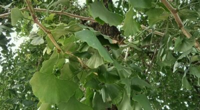 Dall’Agave alla Zelkova. Alfabeto semiserio delle specie introdotte dal XVI secolo nei parchi e giardini italiani. Ginkgo biloba: la vita dopo l’atomica