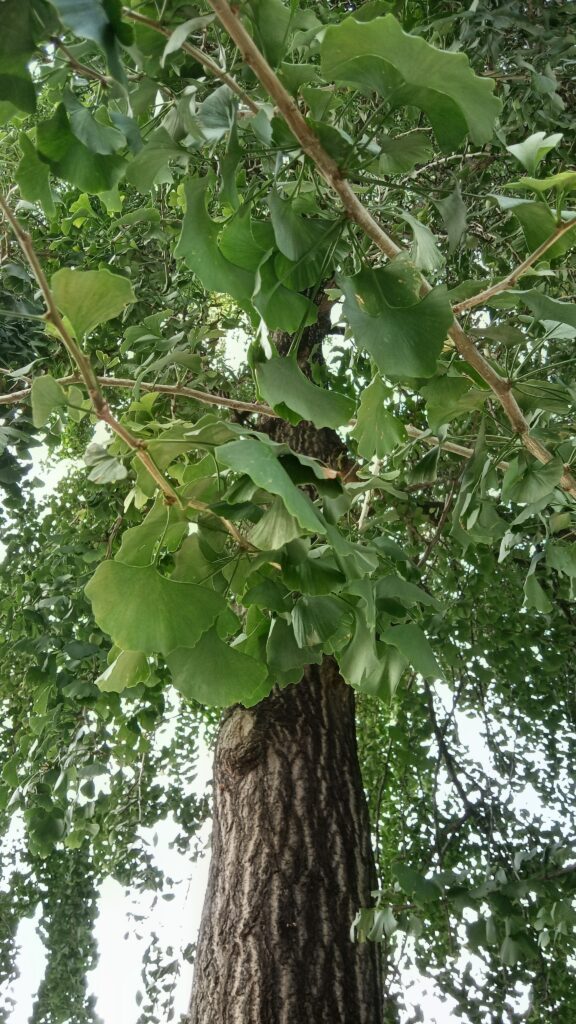 Dall’Agave alla Zelkova. Alfabeto semiserio delle specie introdotte dal XVI secolo nei parchi e giardini italiani. Ginkgo biloba: la vita dopo l’atomica