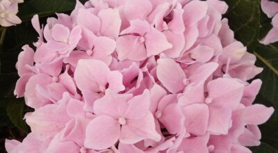 Dall’Agave alla Zelkova. Alfabeto semiserio delle specie introdotte dal XVI secolo nei parchi e giardini italiani. Hydrangea, il fiore degli otto immortali