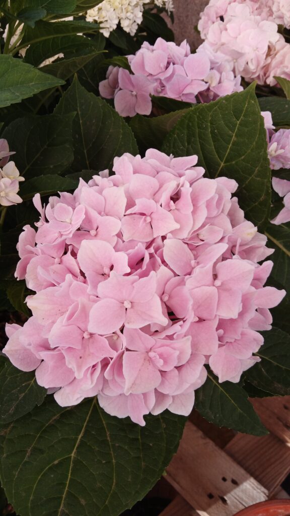 Dall’Agave alla Zelkova. Alfabeto semiserio delle specie introdotte dal XVI secolo nei parchi e giardini italiani. Hydrangea, il fiore degli otto immortali