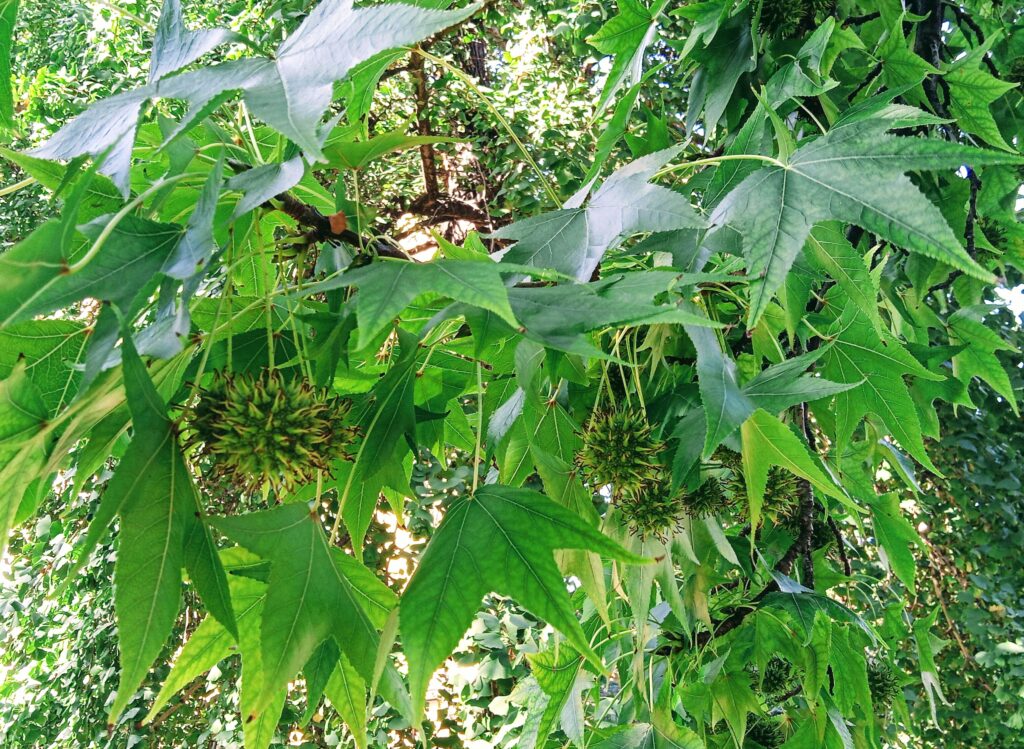 Dall’Agave alla Zelkova