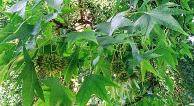 Dall’Agave alla Zelkova